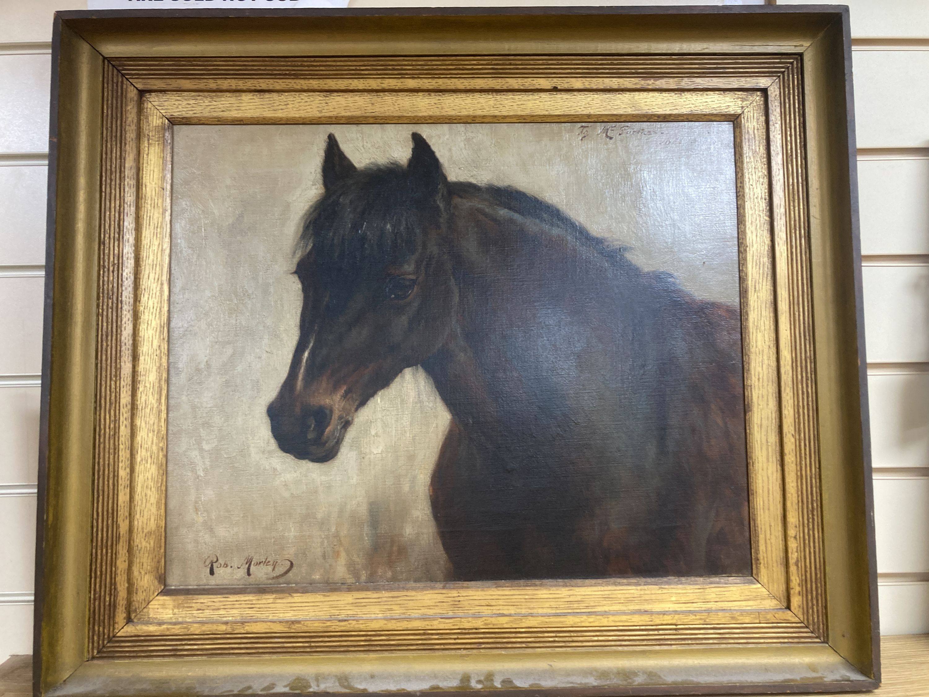 Rob Morley (1857-1941), oil on canvas, portrait of a foal, inscribed ‘to Mr Portass, 1898’, signed, 40 x 50cm.